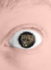 EYE OF COUGAR, by Cubist